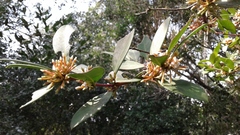 Acokanthera oppositifolia