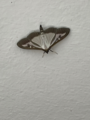 Cydalima perspectalis