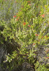 Muraltia ericifolia
