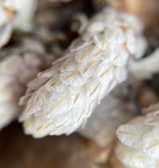 Anacampseros papyracea