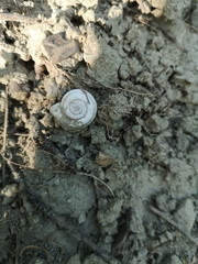Xerolenta obvia