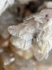 Anacampseros papyracea