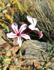 Pachypodium succulentum