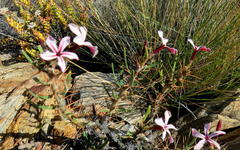 Pachypodium succulentum