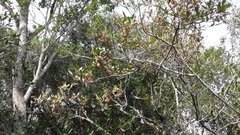 Acokanthera oppositifolia