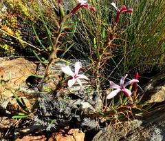 Pachypodium succulentum