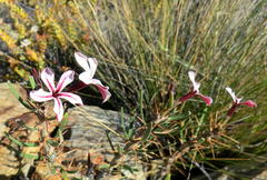 Pachypodium succulentum