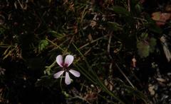 Pelargonium patulum patulum