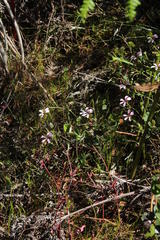 Pelargonium patulum patulum