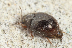 Simplocaria semistriata