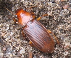 Harpalus erraticus