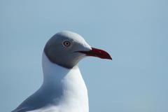 Grey-Headed Gull photo 4