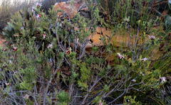 Paranomus centaureoides