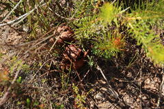 Protea subulifolia