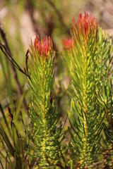 Protea subulifolia