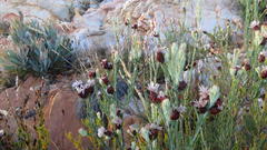 Paranomus centaureoides