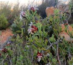 Paranomus centaureoides