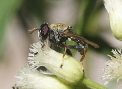 Lepidomyia micheneri