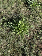 Eryngium foetidum