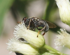 Lepidomyia micheneri