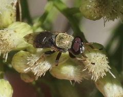 Lepidomyia micheneri