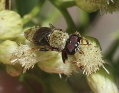 Lepidomyia micheneri