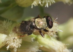 Lepidomyia micheneri