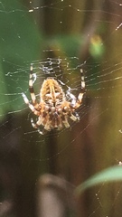 Neoscona orizabensis