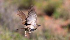 Certhilauda subcoronata subcoronata