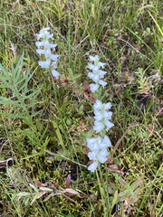 Spiranthes arcisepala