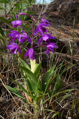 Guarianthe bowringiana, photograph (c) Glynn Morris, some rights reserved (CC BY)