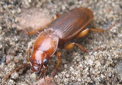 Harpalus erraticus