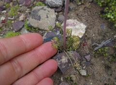Albuca spiralis