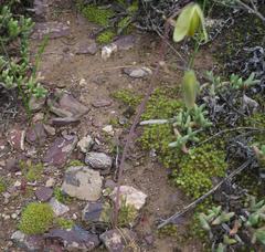 Albuca spiralis