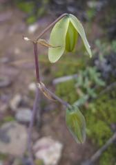 Albuca spiralis