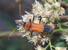 Chauliognathus profundus