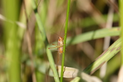 Conocephalus attenuatus
