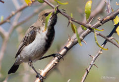 Cinnyris fuscus fuscus