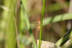 Conocephalus attenuatus