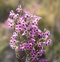 Erica adnata