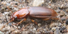 Harpalus erraticus
