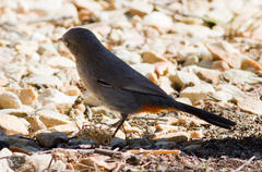 Curruca subcoerulea subcoerulea