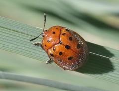 Chelymorpha phytophagica