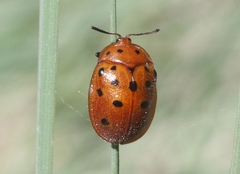 Chelymorpha phytophagica