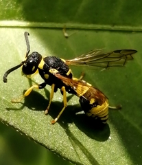 Allodynerus delphinalis
