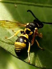 Allodynerus delphinalis