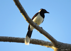 Cyanocorax cyanopogon
