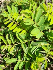 Phyllanthus niruri lathyroides