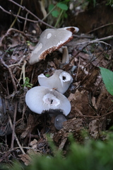 Volvariella caesiotincta
