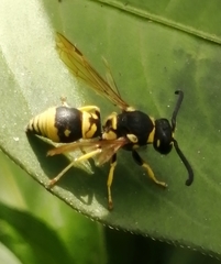 Allodynerus delphinalis